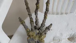 Foto: Instagram/Letícia Santiago