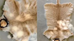 Dessa vez, um gato malhado foi transformado em tapete a pedido dos donos