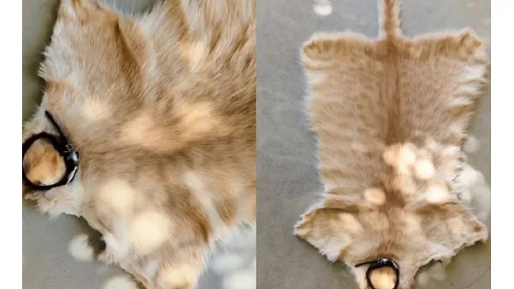 Dessa vez, um gato malhado foi transformado em tapete a pedido dos donos