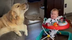 Golden retriever viralizou nas redes sociais após ser flagrada uivando para acalmar bebê