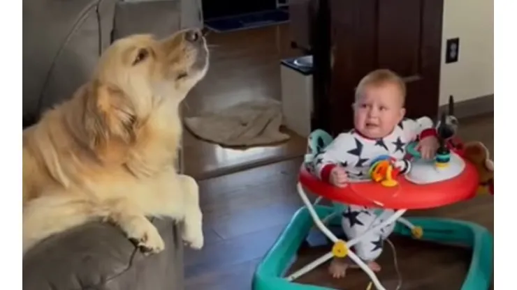 Golden retriever viralizou nas redes sociais após ser flagrada uivando para acalmar bebê