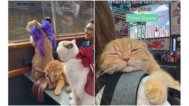 Trio de gatos faz sucesso nas redes sociais ao viajar pelo mundo com seu tutor