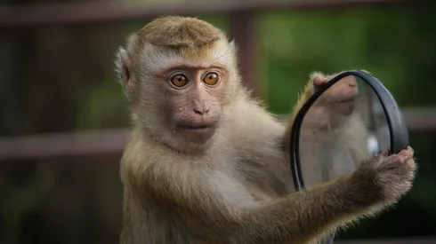 Macaco é flagrado após invadir escola, revirar secretaria e levar comida. Imagem: Pixabay.