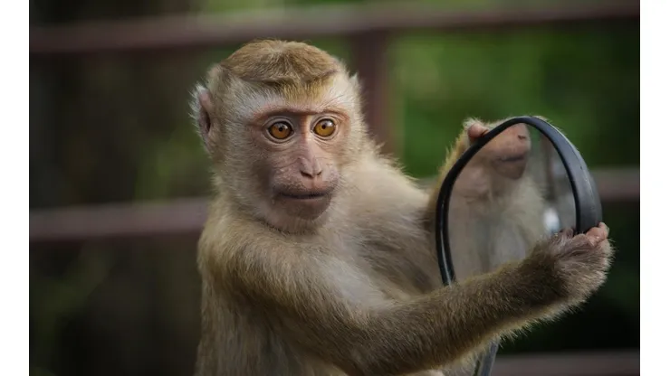 Macaco é flagrado após invadir escola, revirar secretaria e levar comida. Imagem: Pixabay.