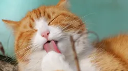 Pesquisa afirma que gatos ignoram chamados de dono propositalmente apesar de entenderem