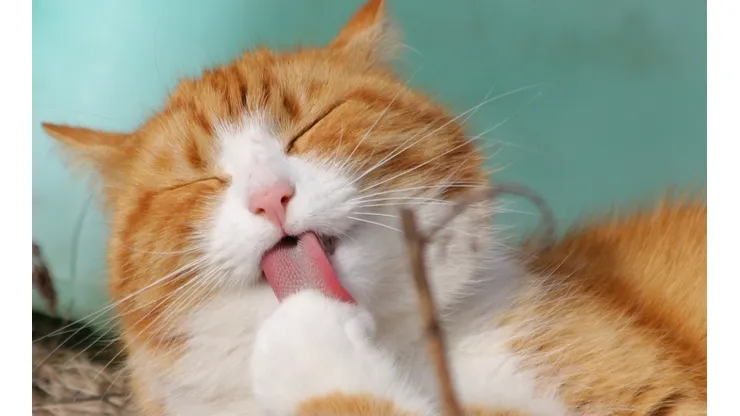 Pesquisa afirma que gatos ignoram chamados de dono propositalmente apesar de entenderem
