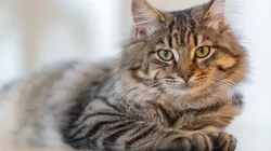 Gato acorda família e salva donos de serem intoxicados gás