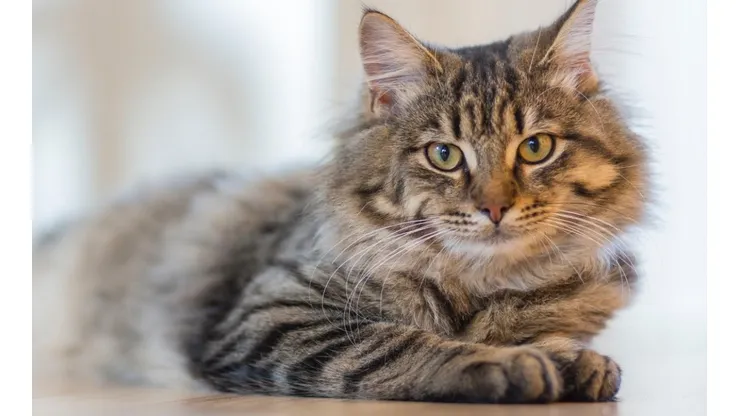 Gato acorda família e salva donos de serem intoxicados gás