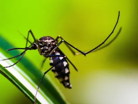 Casos de dengue no Brasil aumentam em 184% neste ano