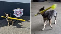 Pepper vem se destacando por seu talento no beisebol