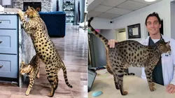 Imagens: Reprodução/Instagram oficial do "Starcats Detroit".