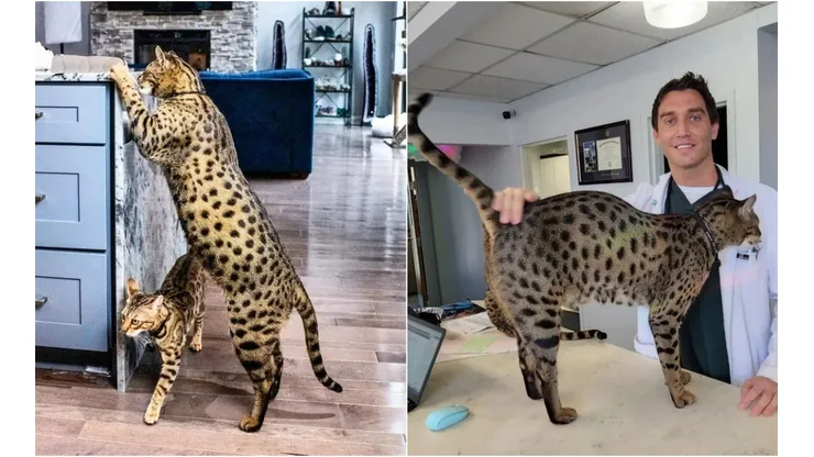 Imagens: Reprodução/Instagram oficial do "Starcats Detroit".