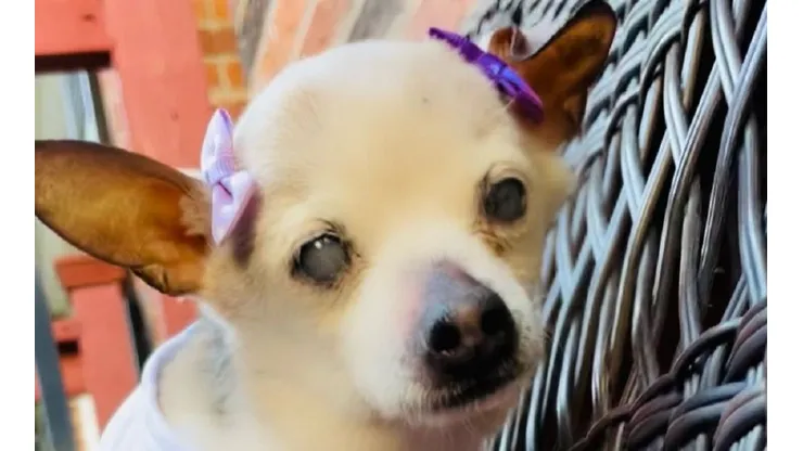 Pebbles roi reconhecida como o cachorro mais velho do mundo em maio