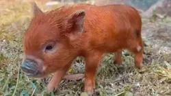 Foto: Instituto TauPet