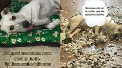 Bento destruiu a nova cama que ganhou de sua tutora