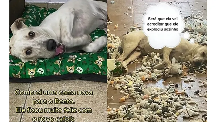 Bento destruiu a nova cama que ganhou de sua tutora