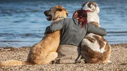 Cães são capazes de identificar o estresse do dono pelo cheiro com precisão de 93,7%, revela estudo. Foto: Pixabay.