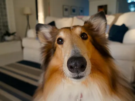 Amazon: Robô Astro ganha novos recursos para proteger a casa e cuidar de pets