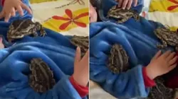 Imagem: Reprodução/TikTok (@pedroeliviaoficial)