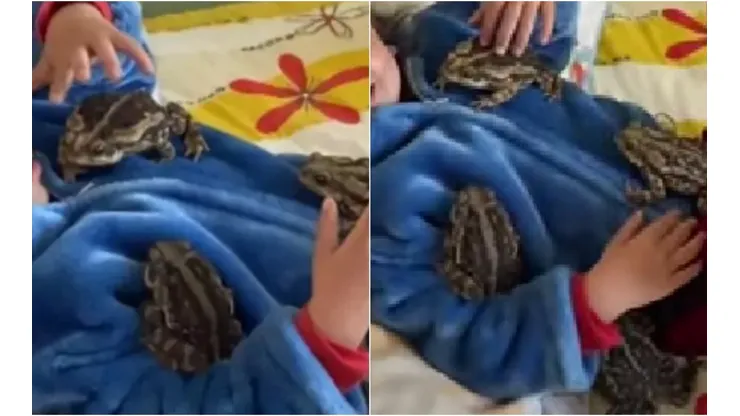 Imagem: Reprodução/TikTok (@pedroeliviaoficial)