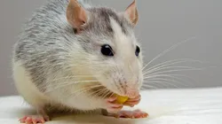 Imagem: Reprodução/Pixabay