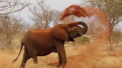 Elefantes estariam fazendo vingança. Foto: Reprodução/Pixabay