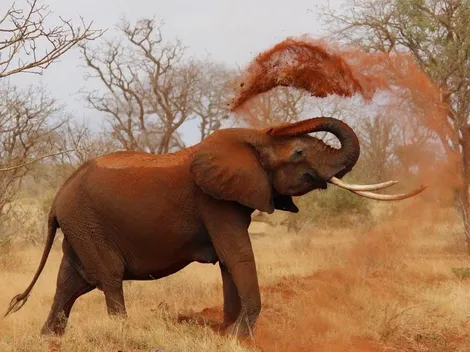 Especialistas explicam porque estão acontecendo tantos ataques de elefantes a humanos