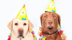 Foto: Pixabay - Labradores com chapéu de aniversário.