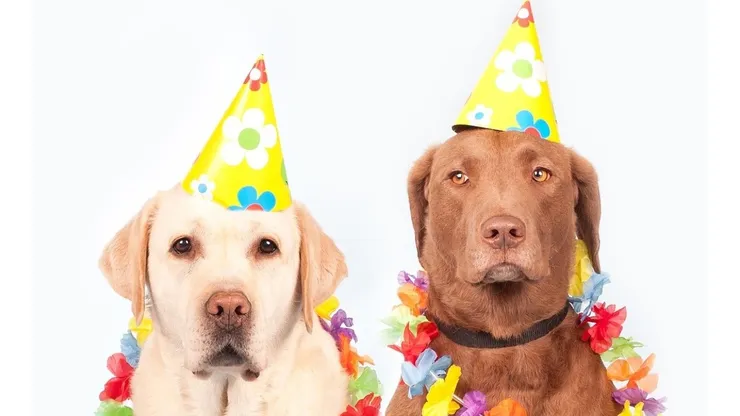 Foto: Pixabay - Labradores com chapéu de aniversário.