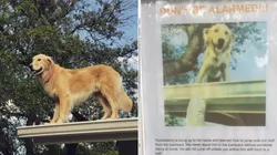 Huckleberry costuma ficar em cima do telhado da casa de seus tutores