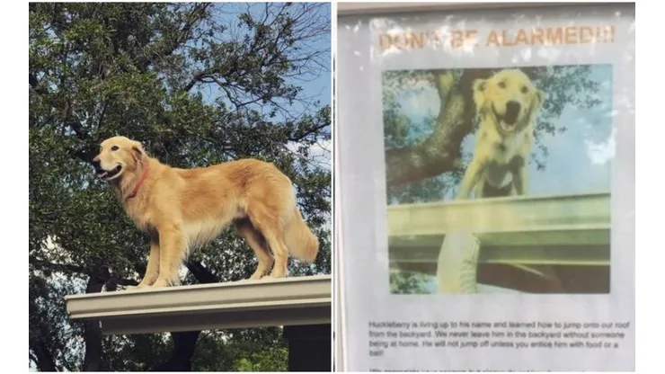 Huckleberry costuma ficar em cima do telhado da casa de seus tutores