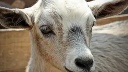 Dono do animal se diz orgulhoso das orelhas e adora exibir o bicho em fotos. Foto: Pixabay.