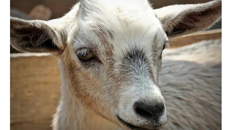 Dono do animal se diz orgulhoso das orelhas e adora exibir o bicho em fotos. Foto: Pixabay.