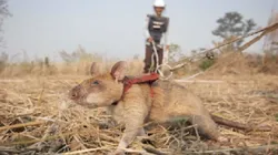 Foto: Site oficial da APOPO - Um roedor em treinamento.