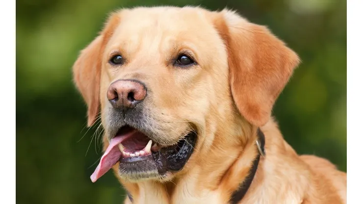 Foto: Pixabay - Um cachorro.
