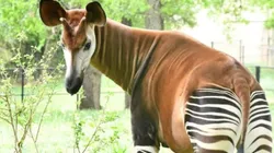 Reprodução/Facebook oficial do Oklahoma City Zoo and Botanical Garden - Um Ocapi.