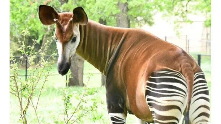 Reprodução/Facebook oficial do Oklahoma City Zoo and Botanical Garden - Um Ocapi.