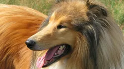 Com o traje de cachorro, japonês demora 10 minutos para se ajeitar no sofá