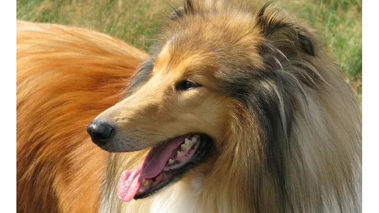 Com o traje de cachorro, japonês demora 10 minutos para se ajeitar no sofá