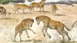 Animal também faz parte da classificação dos girafoides. Foto: Reprodução/Wang et al., Science