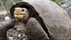 Reprodução/Instagram oficial do Galapgaosconservancy - Fernanda.