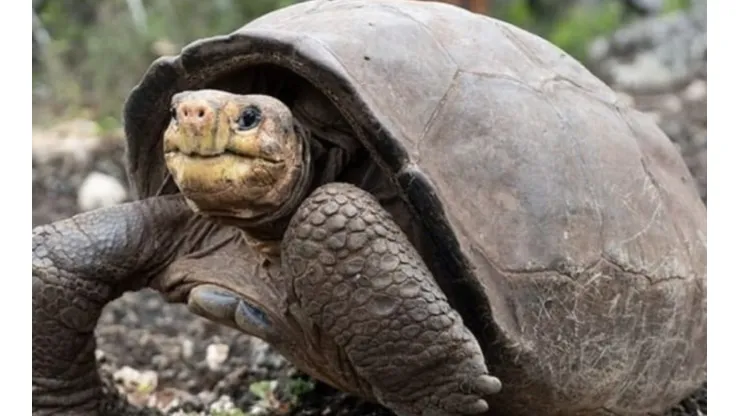 Reprodução/Instagram oficial do Galapgaosconservancy - Fernanda.