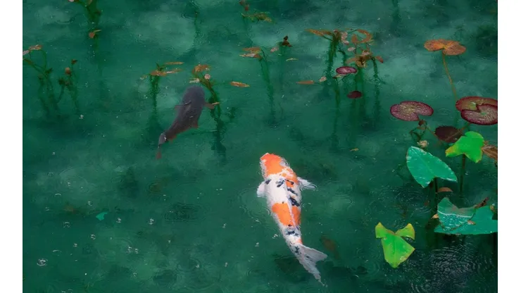 Espécie de peixe raro foi encontrado na Rússia