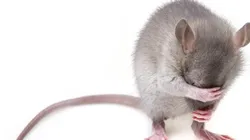 Equipe estudava o potencial de vírus zoonóticos nos roedores da cidade