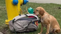 Cadelinha já tem novo lar. Foto: Reprodução/Humane Society