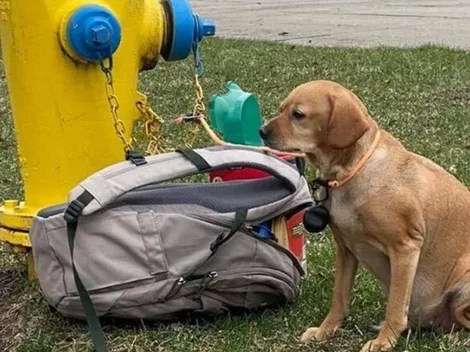 Doente, cadela é abandonada na rua com mochila cheia de brinquedos