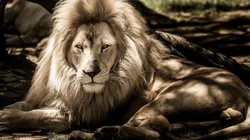 Foto: Pixabay - Leão.