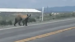 Urso invade pista em Utah