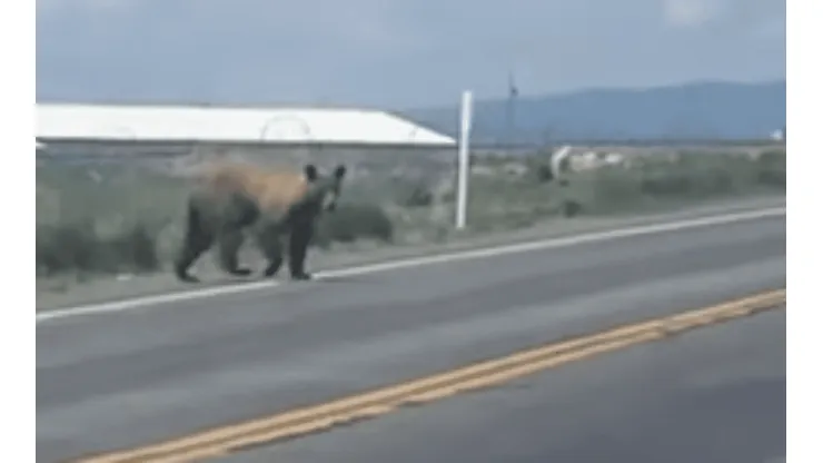 Urso invade pista em Utah