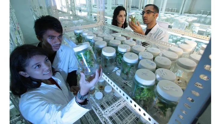 Foto: Pixabay - Grupo de cientistas em um laboratório com plantas.